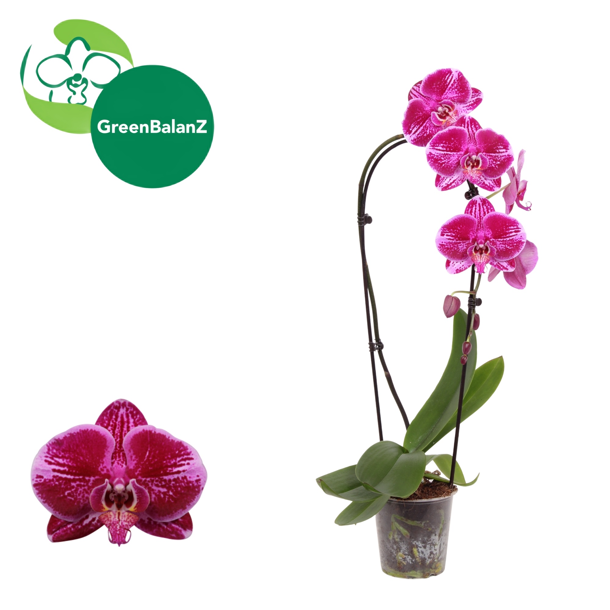 ShapeZ - CascadeZ Fortune Teller 1 tak, D 12