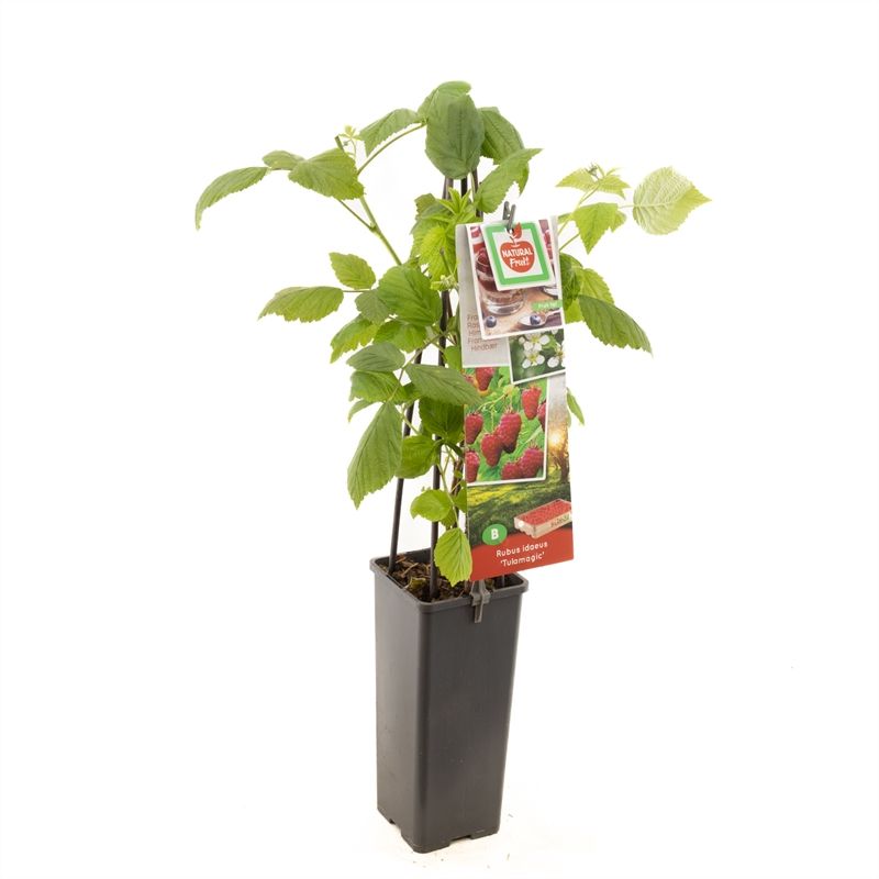 Rubus idaeus Tulamagic Rode zomerframboos, D 11
