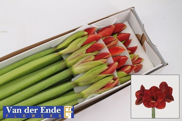 Амарилис Феррари (красн.) x18, шт.