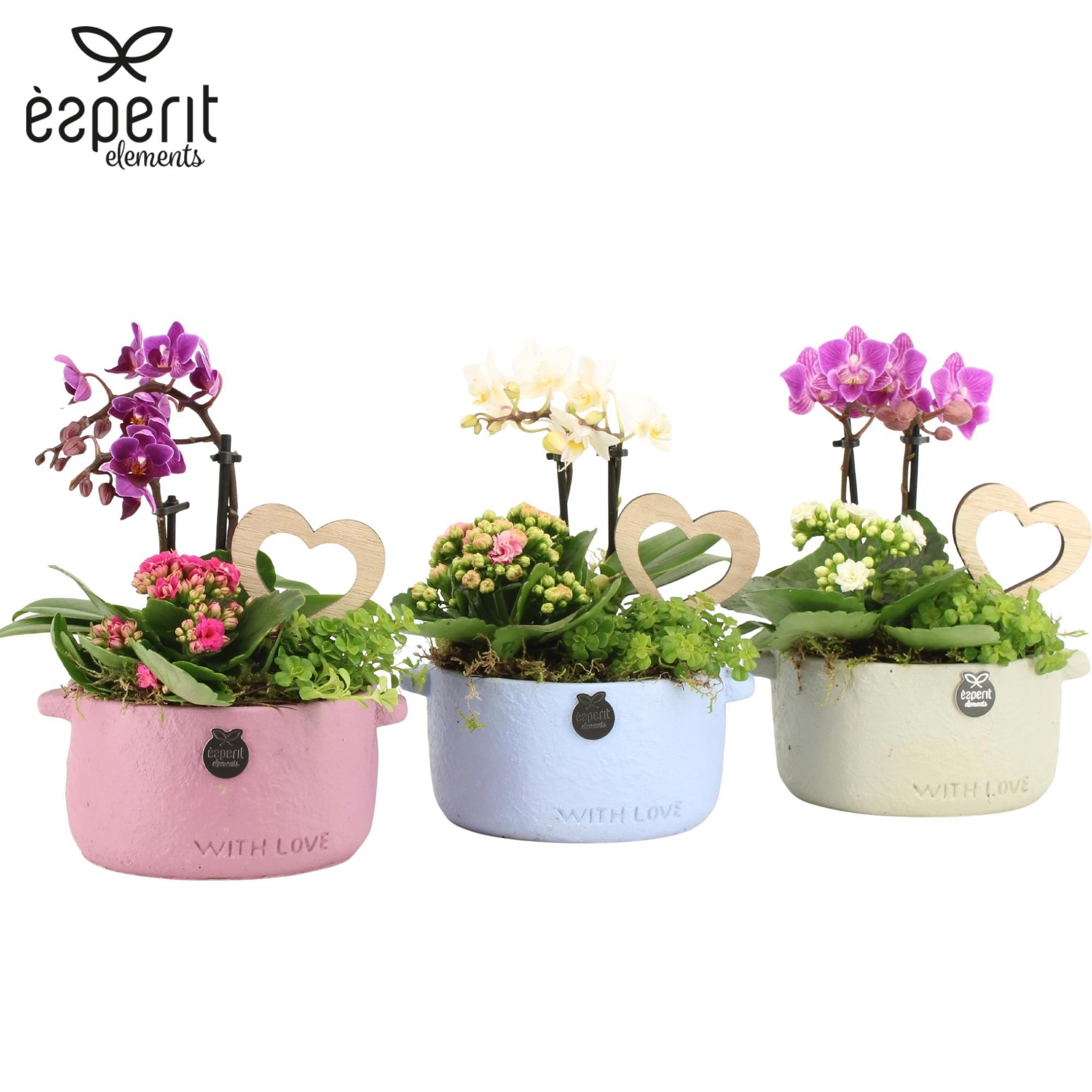 22031: Lovess arrangement, D 14