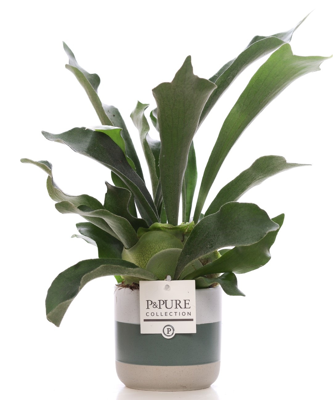 Platycerium Bif. in P&PURE Lauren ceramics, D 12