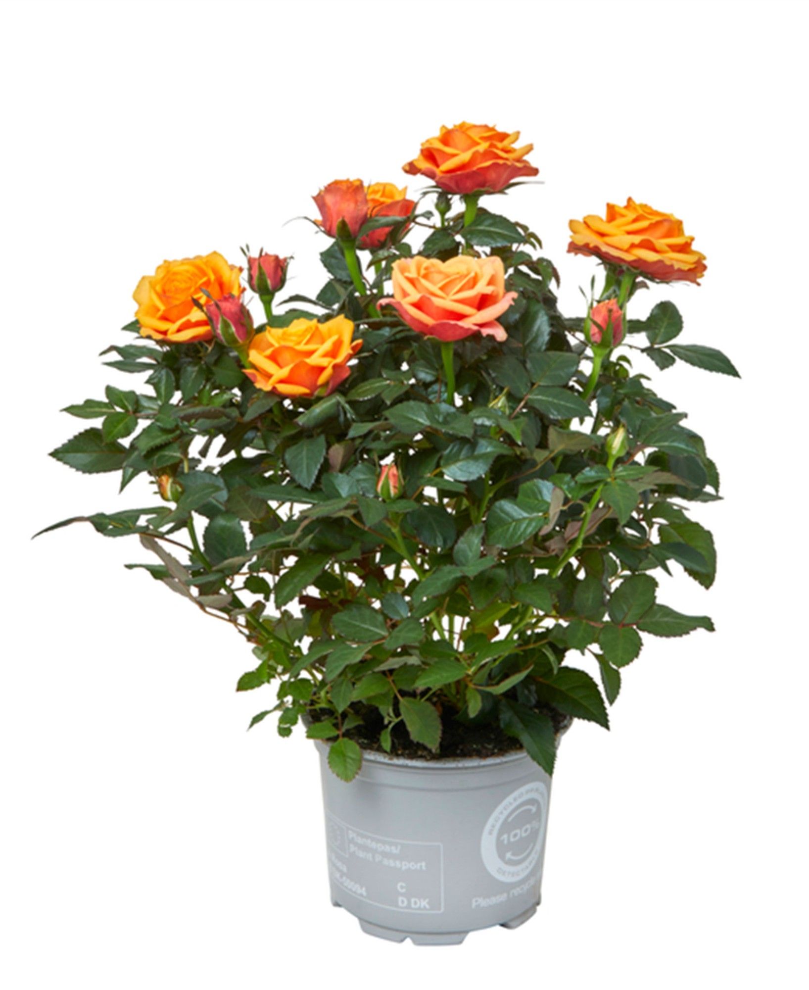 Rosa Kordana Grande Firebird, D 10,5 cm Rosa Kordana Grande Firebird, D 10,5 cm