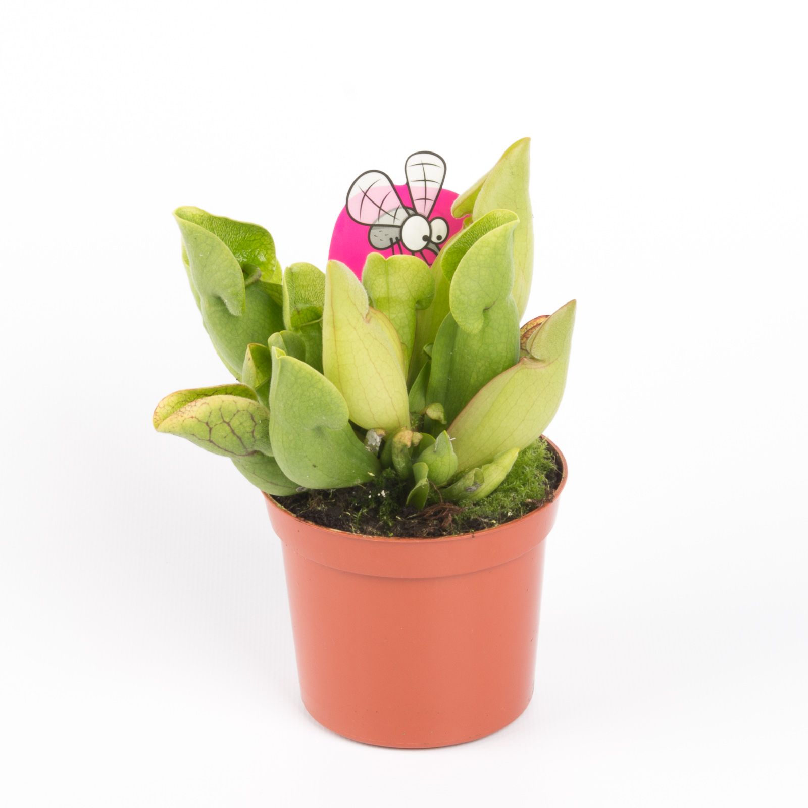 Sarracenia purpurea venosa, D 8,5