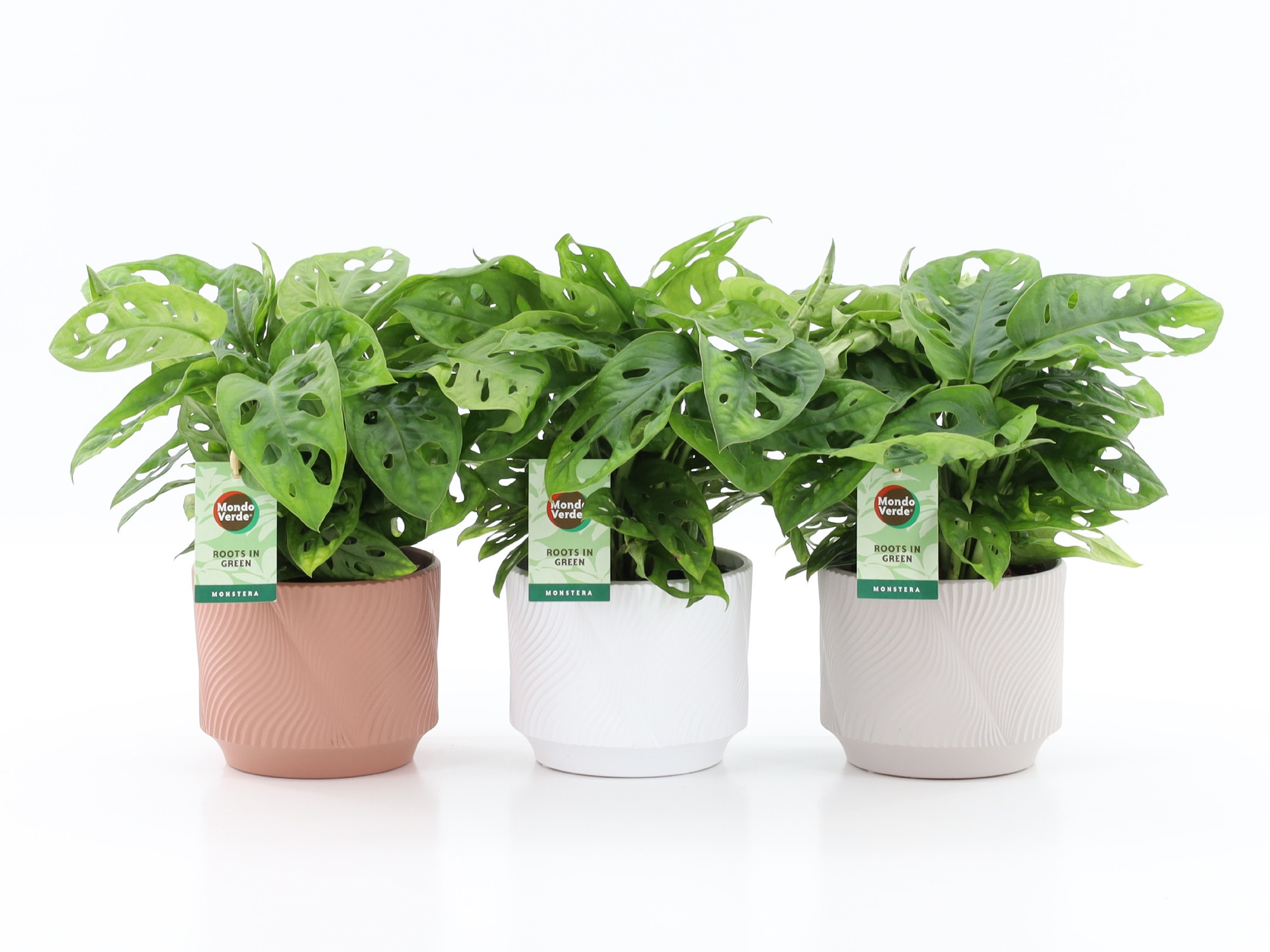 Monstera Adansonii in Rodena keramiek, D 13