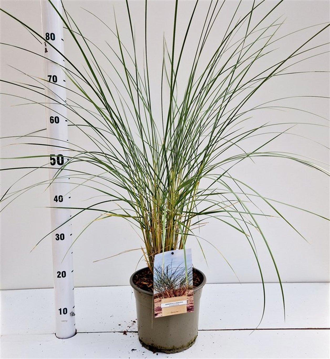 Ammophila arenaria, D 21 cm