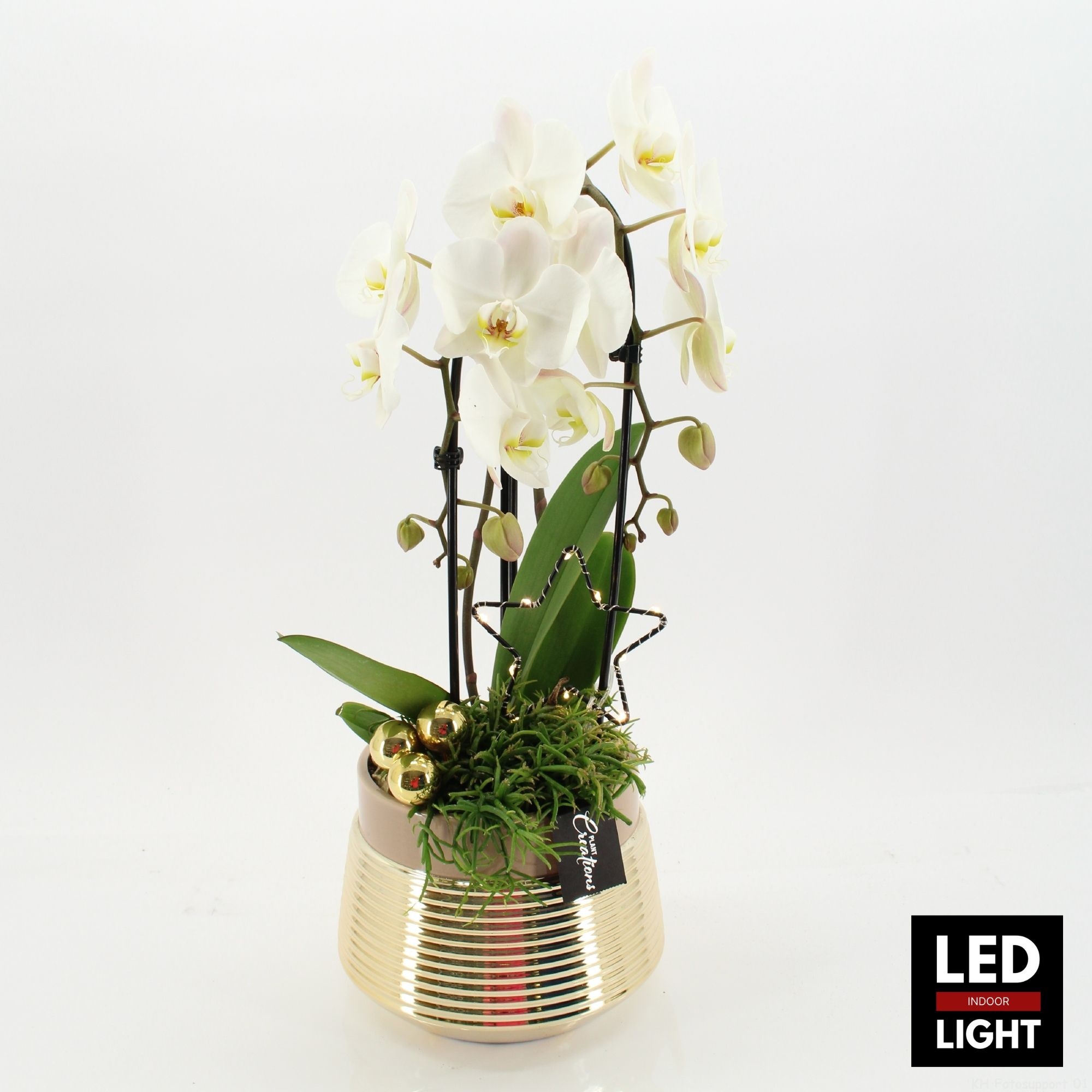 LICR-2515LED Limited Phalaenopsis Xmas, D 20 cm LICR-2515LED Limited Phalaenopsis Xmas, D 20 cm
