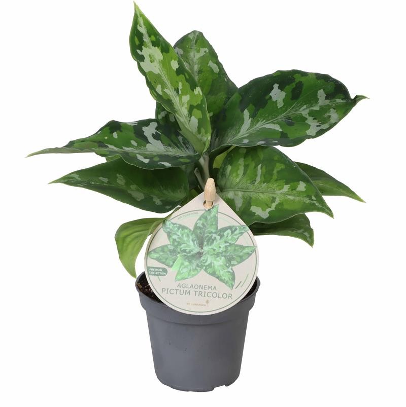 AGLAONEMA ARACEAE 'PictumTricolor', D 6