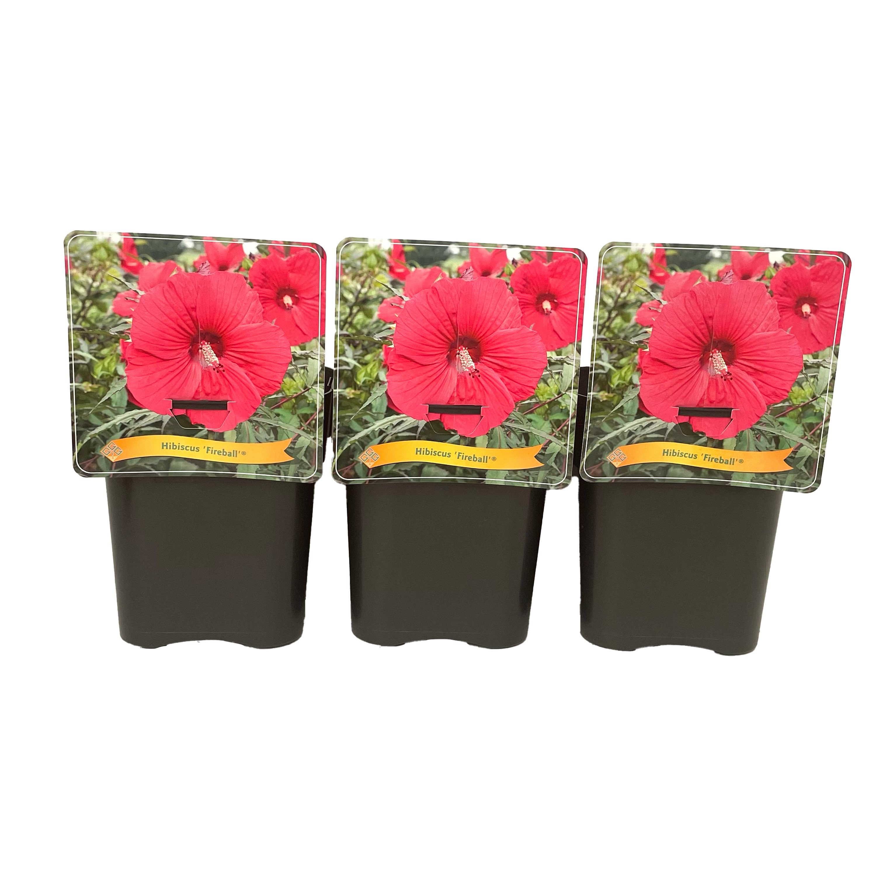 Hibiscus 'Fireball' C5, D 21