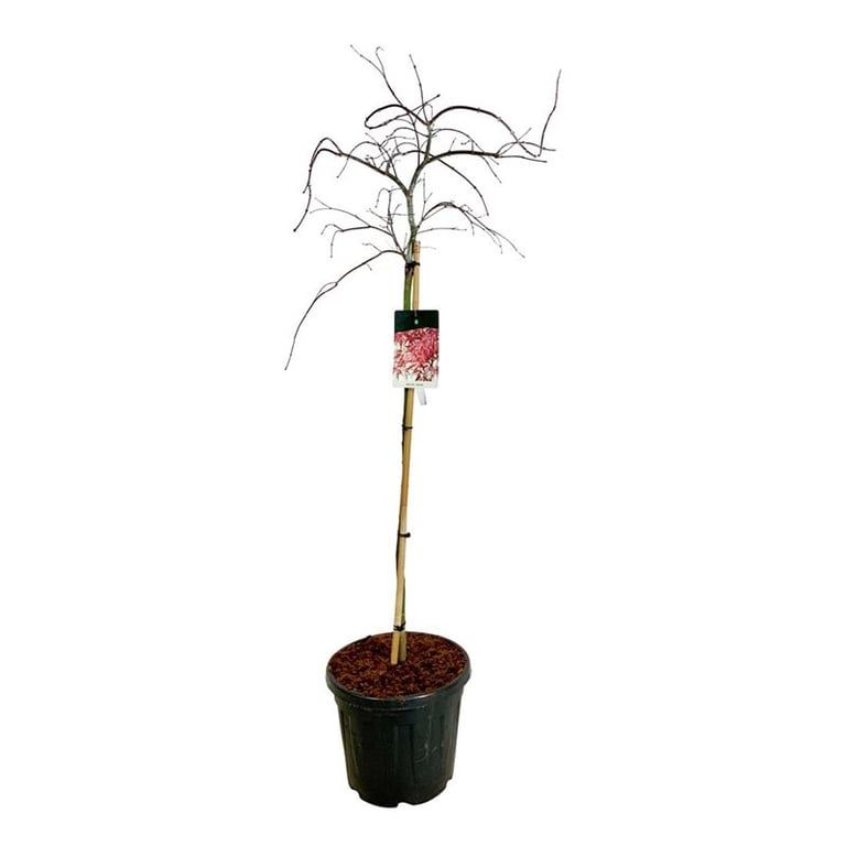 Acer pal. 'Garnet', D 40 cm Acer pal. 'Garnet', D 40 cm