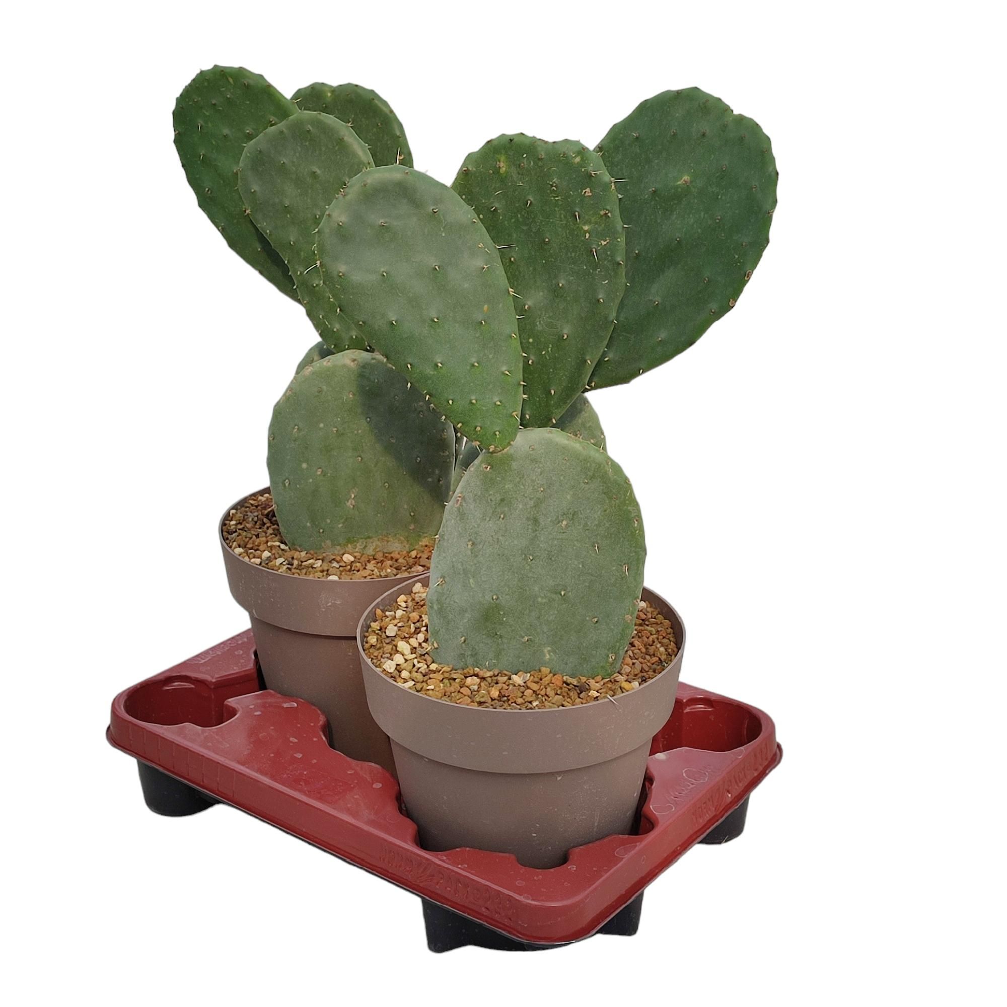 OPUNTIA FICUS INDICA - POT Ø 20 - TRAY 2 PCS (CACTUS), D 20