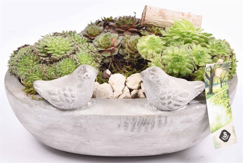 Cement voederschaal 25x16cm, D 25