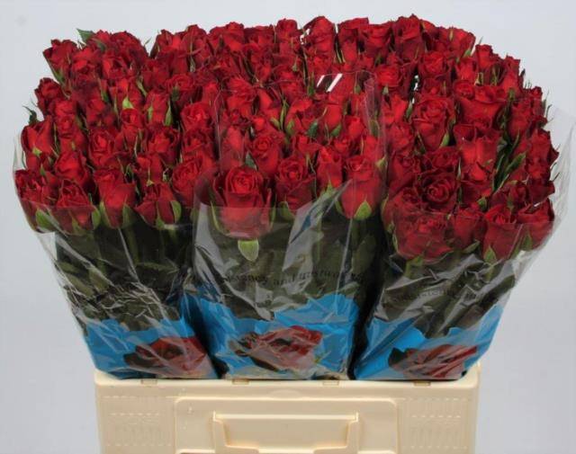 Роза од. Фуриоза 60, шт.