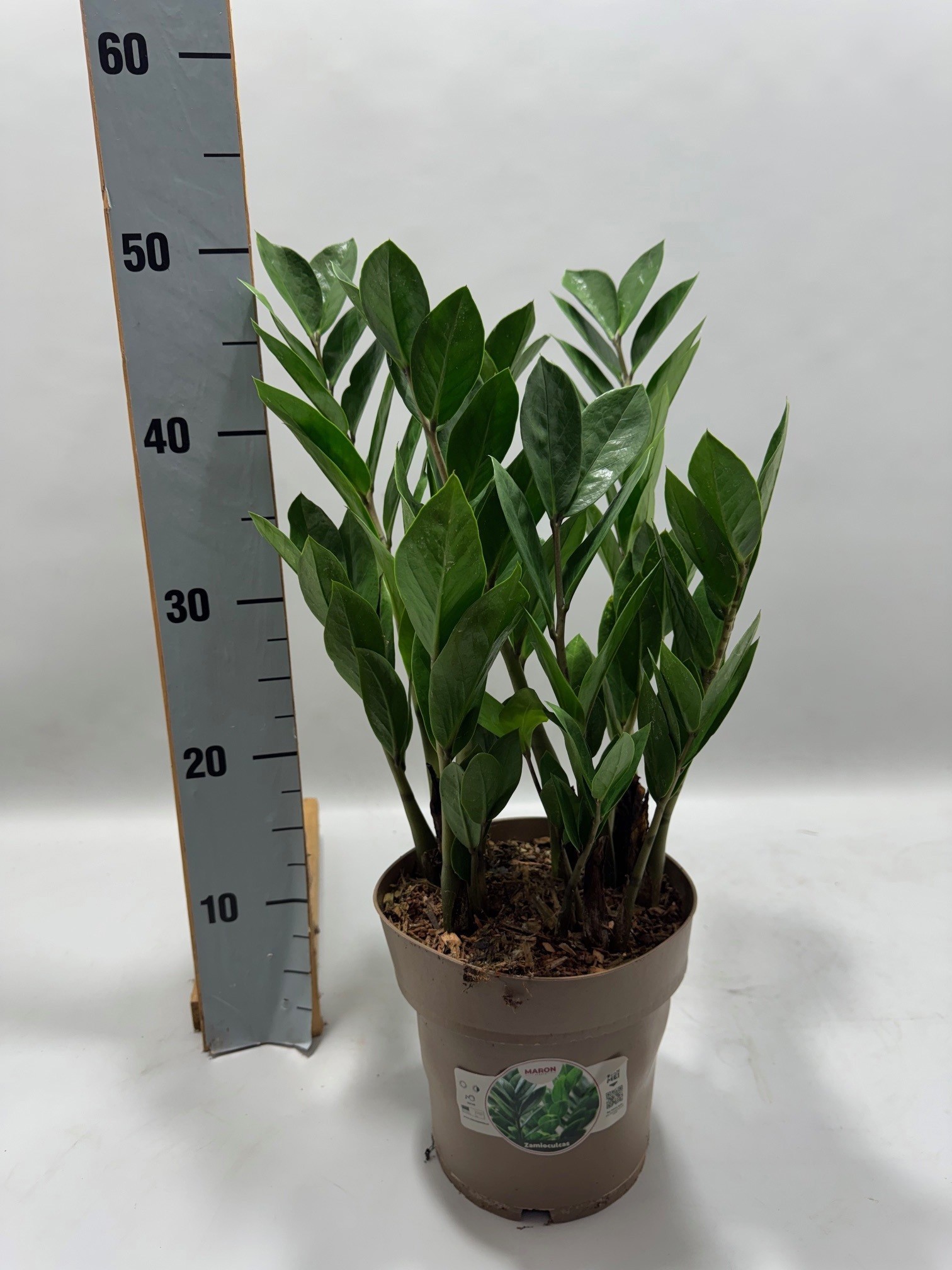 Zamioculcas P17 50cm 8+ veren, D 17