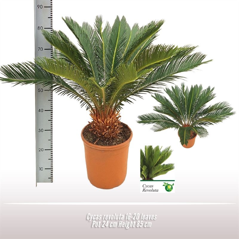 Cycas revoluta 16-20 veren, D 24