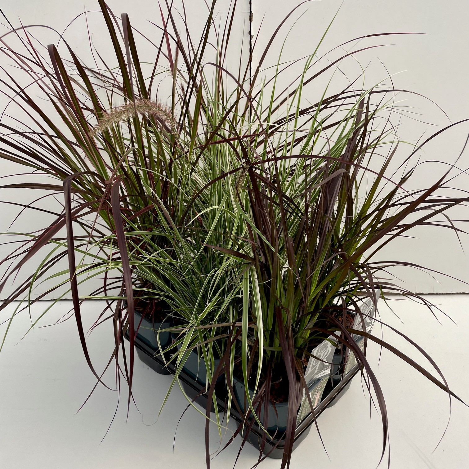 Pennisetum mix exclusief in tray, D 17