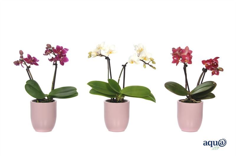 Hugo p06 silver pink Phal Tiny Dolls mix 2T10+ Aqu@, D 6