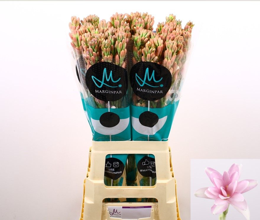 Полиантус Эль Пинк 80, шт.