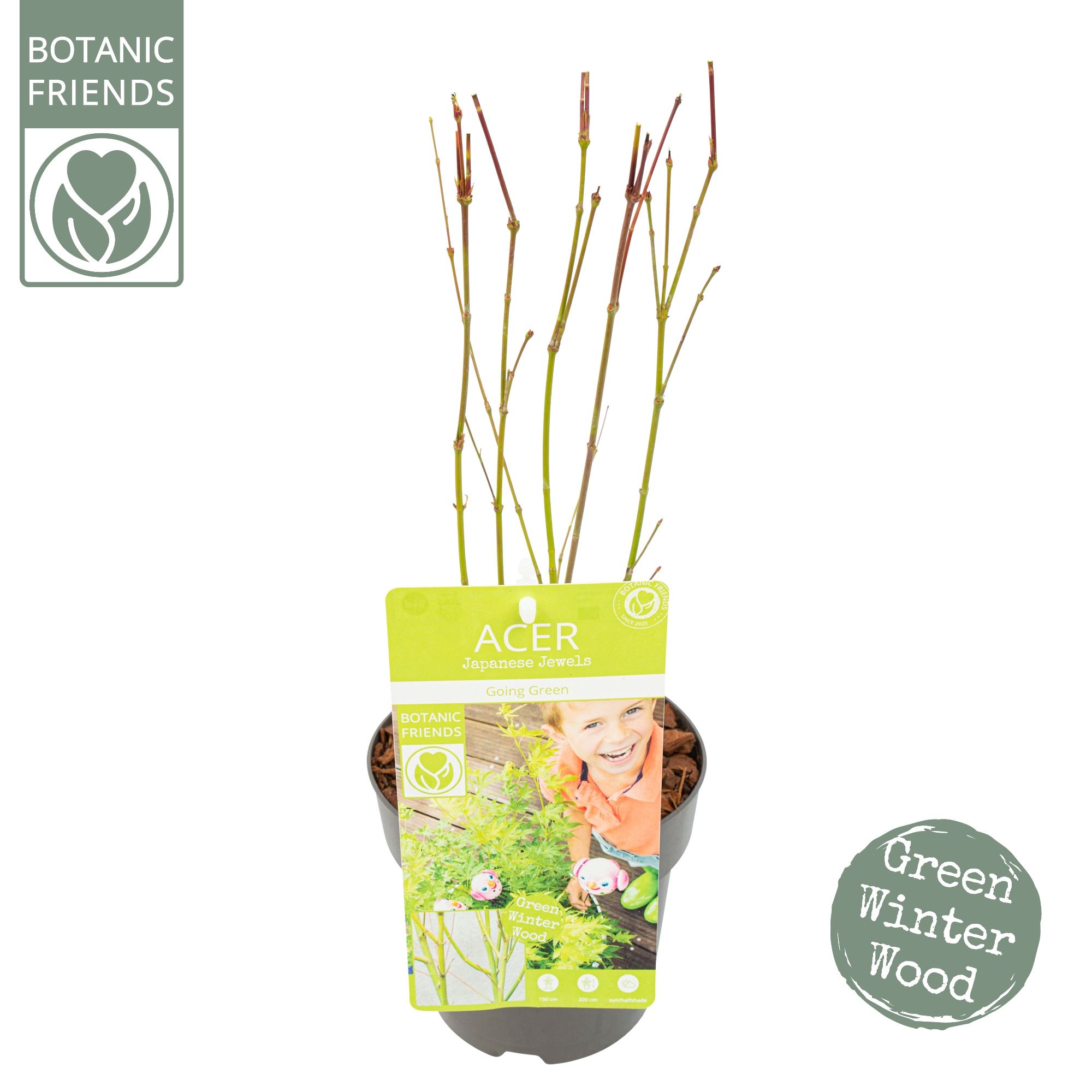 Acer palm. 'Going Green'®, D 15