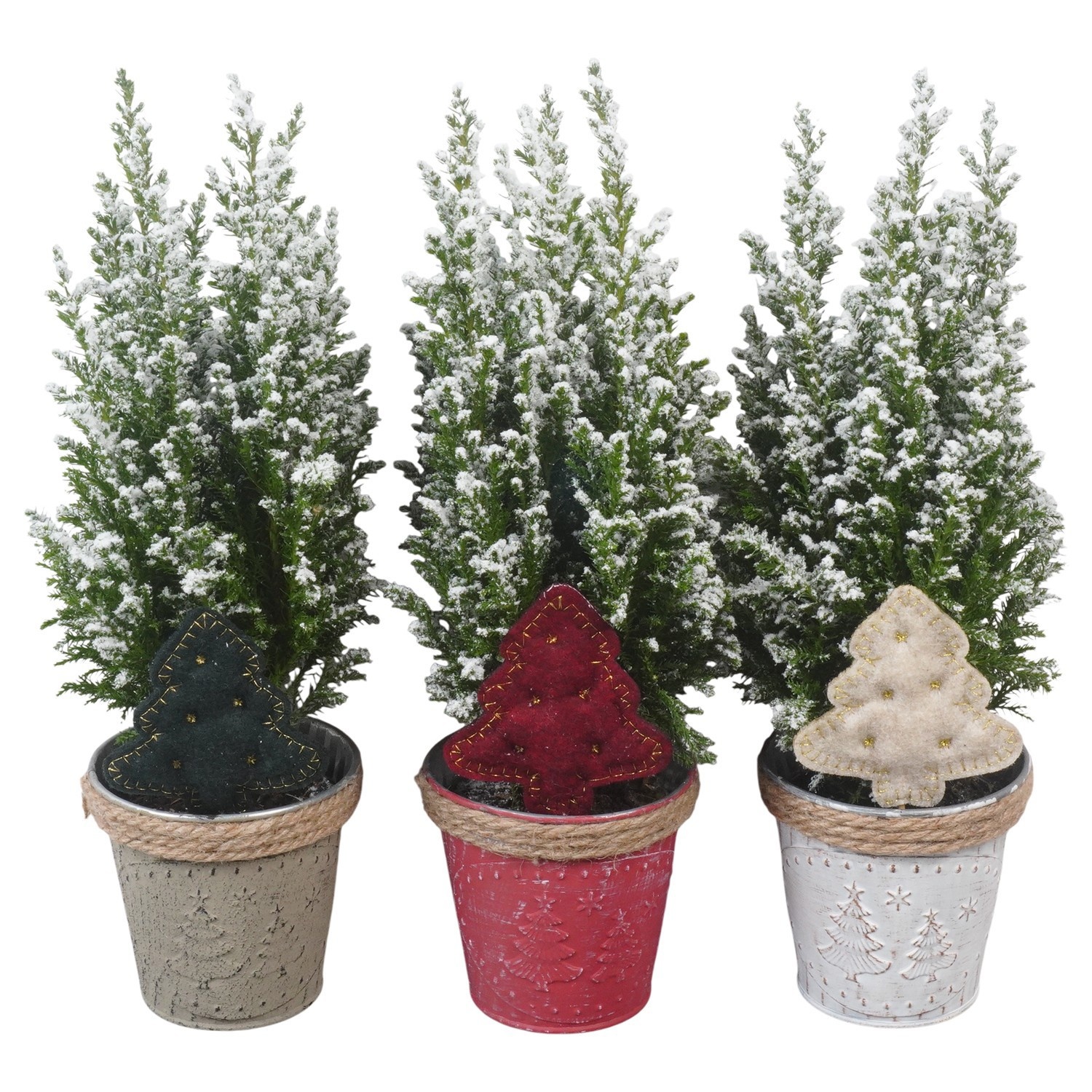 PTK26764 Ellwoodii met sneeuw in zink mix met decoratie, D 10