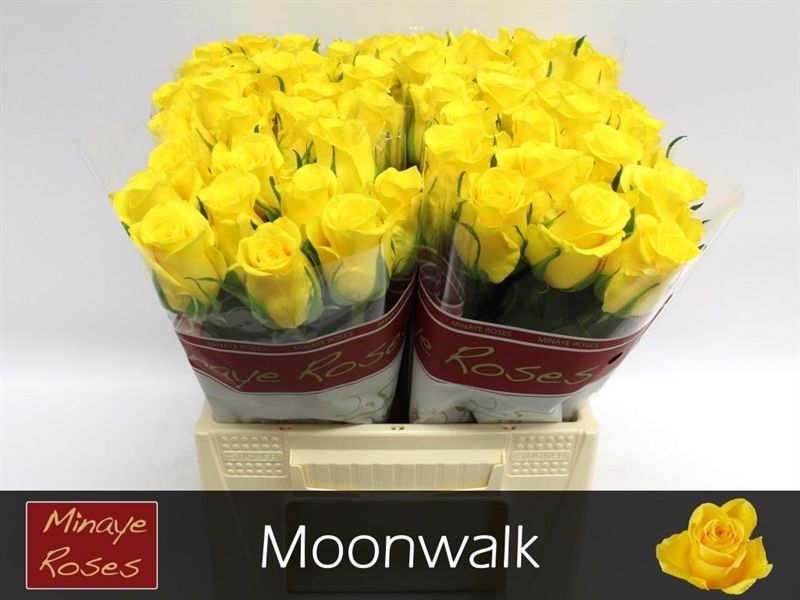 Роза од. Мунвок 40, шт.