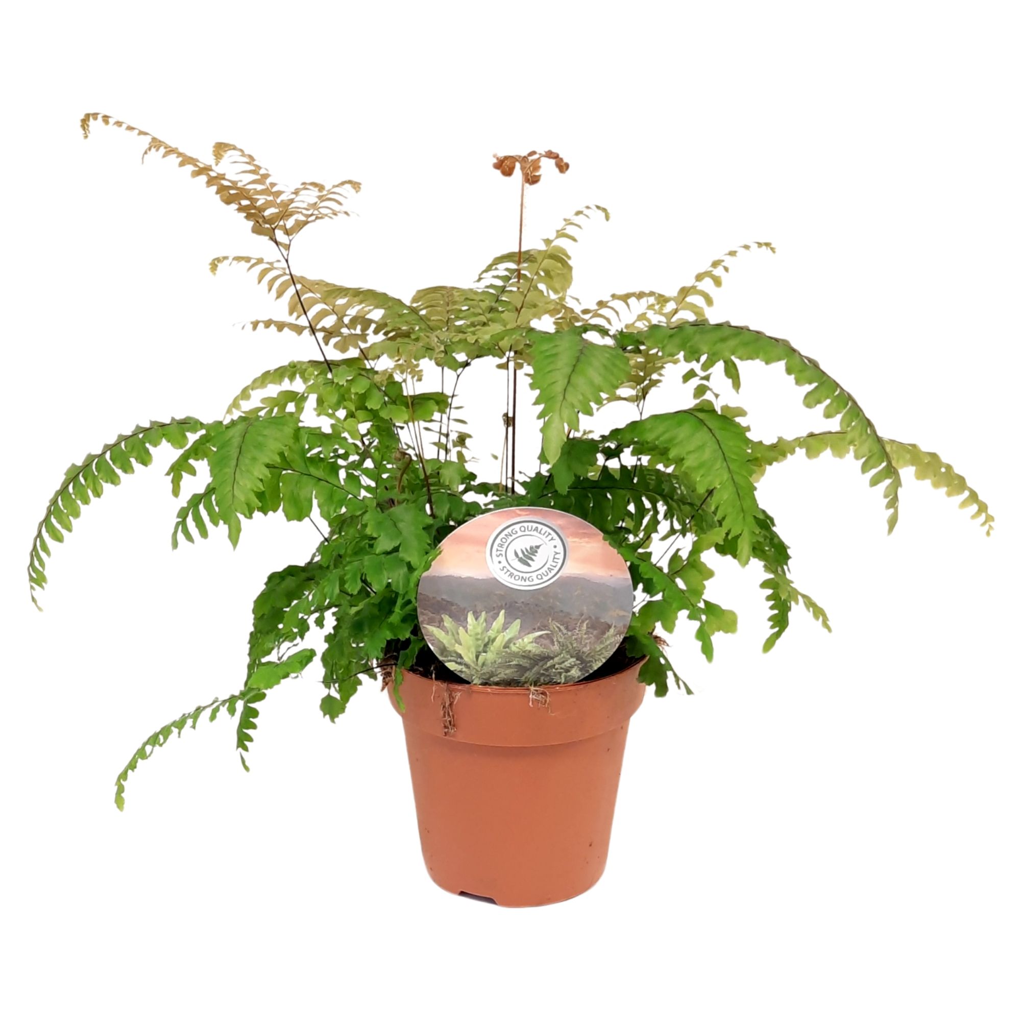 Adiantum roseum, D 12