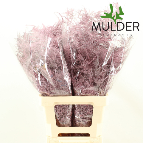 Аспарагус Овериг Крашеный (краш. ) 65, шт.