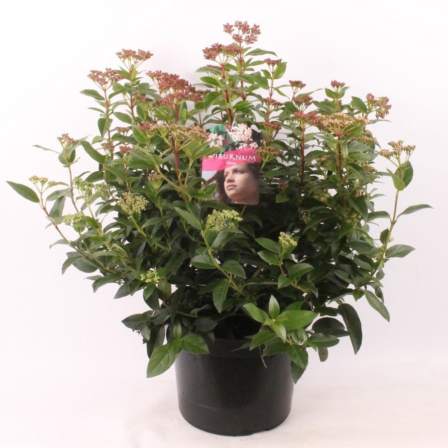 Viburnum tinus, D 23