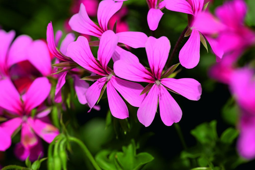 Pelargonium peltatum Balcon Dark Pink 10,5 cm zwart, D 10,5