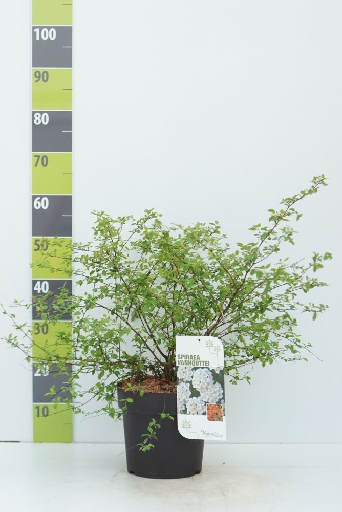 Spiraea vanhouttei C 4,6, D 23 cm