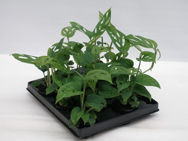MONSTERA ADANSONII, D 6 cm MONSTERA ADANSONII, D 6 cm