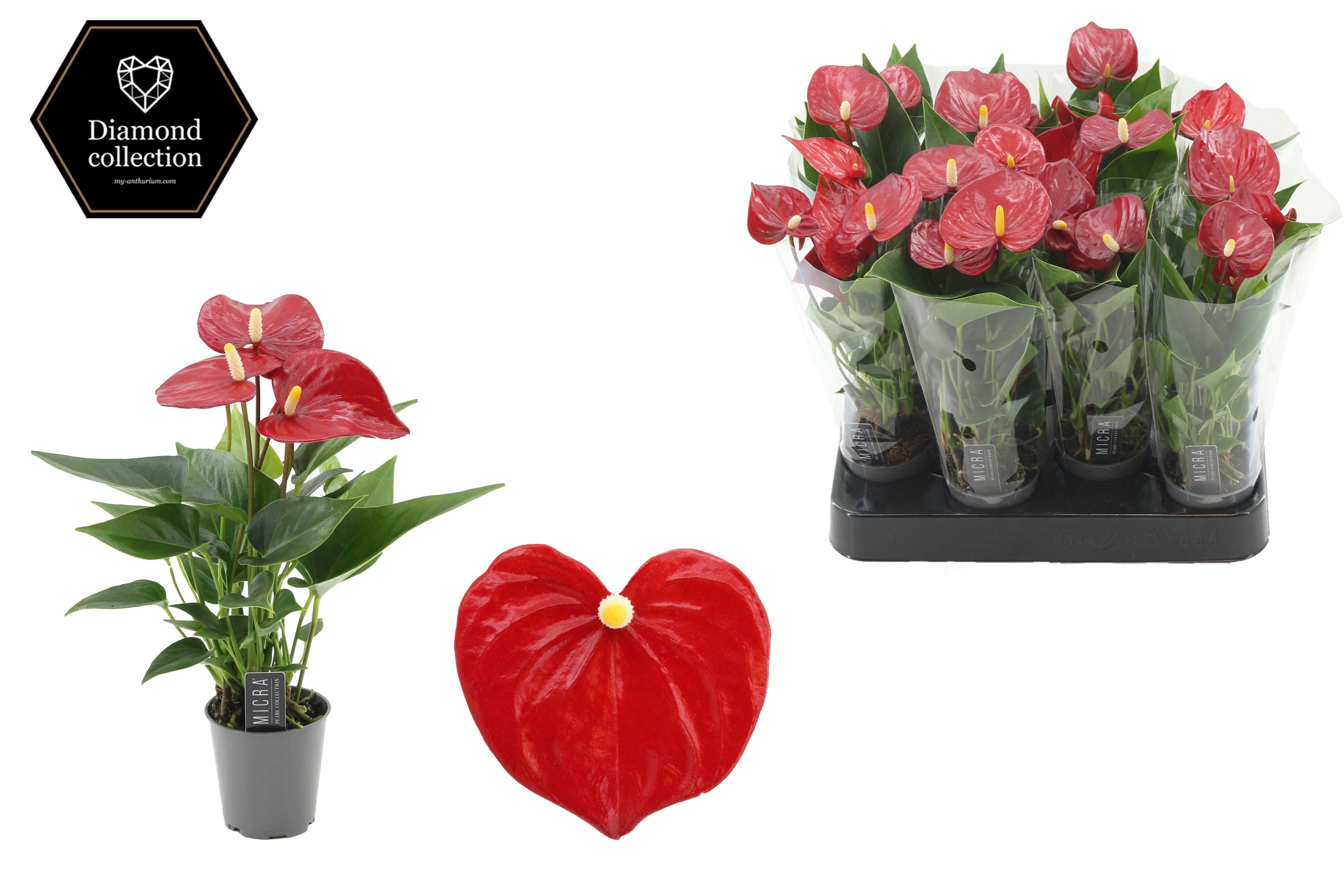 Anthurium 6 cm Micra in transparant sleeve, D 6 cm