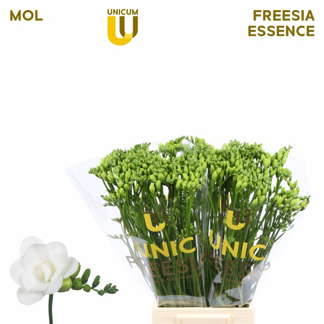 Фрезия дв. Эссенс 55 (бел.), шт.