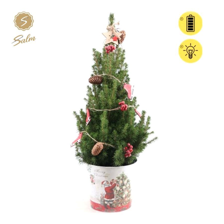 Picea gl. 'December'® P19 in Zinc Santa + Winterlight-Skate + Star on Loop, D 21 cm