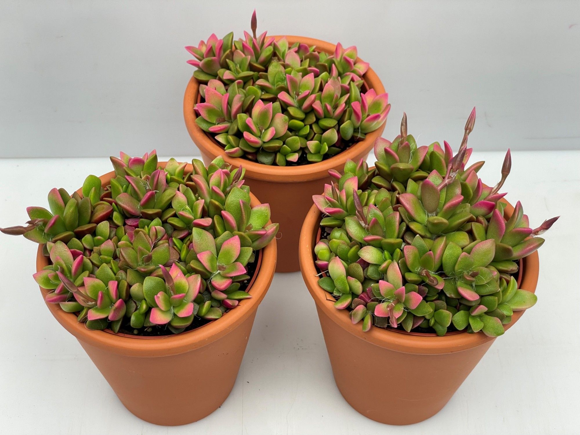 46Pink Lips Rozenpot Anacampseros rufescens 8,5 cm, D 9,5