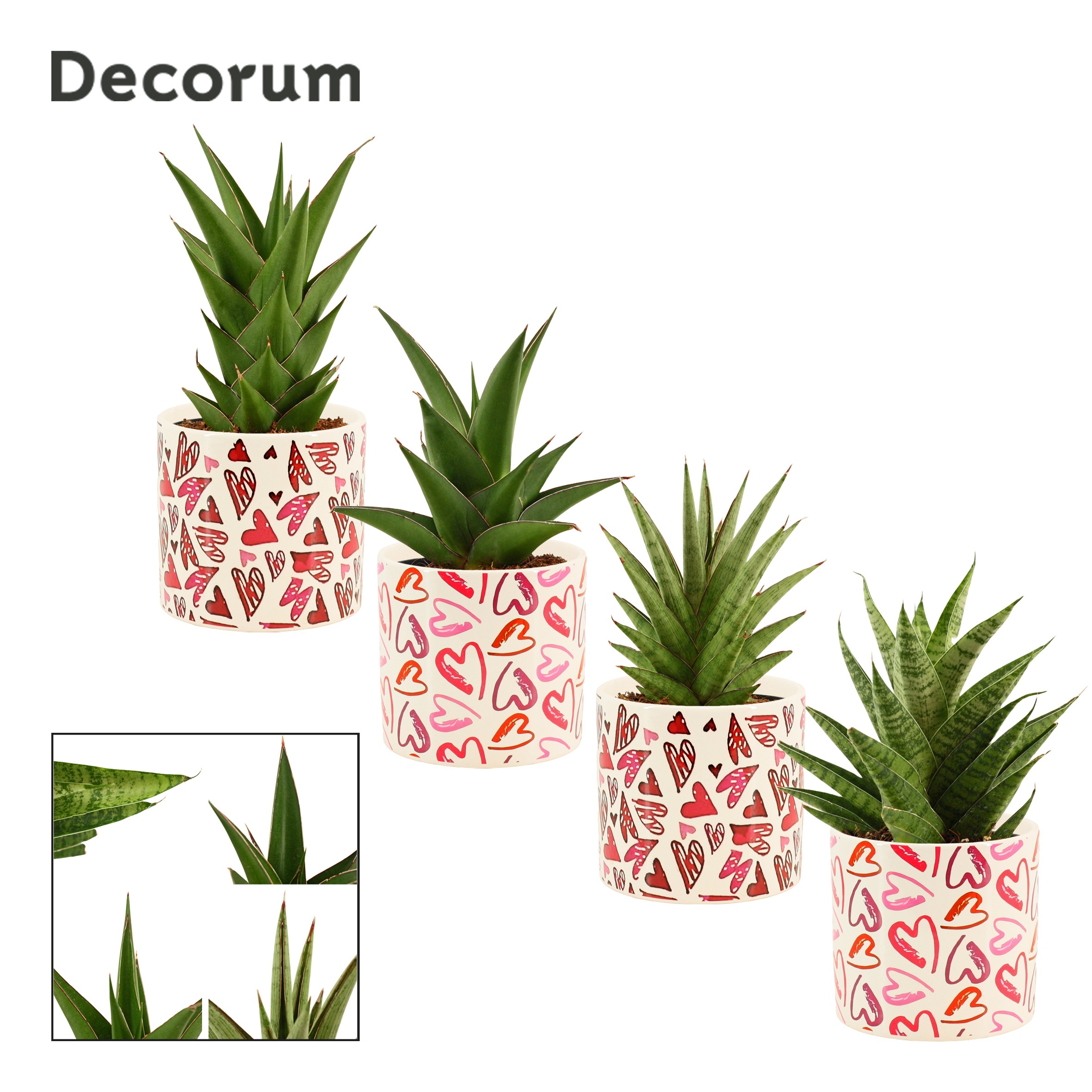 Sansevieria Crown Mix 12 cm in Julia (Deco-collection), D 12