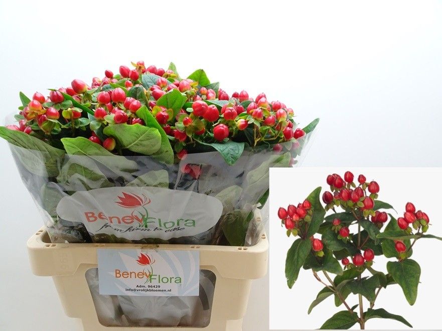 Гипперикум Мэджикал Триумф 60 (красн.), шт.