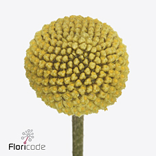 Краспедия Пейнтбол Поп 65, шт.