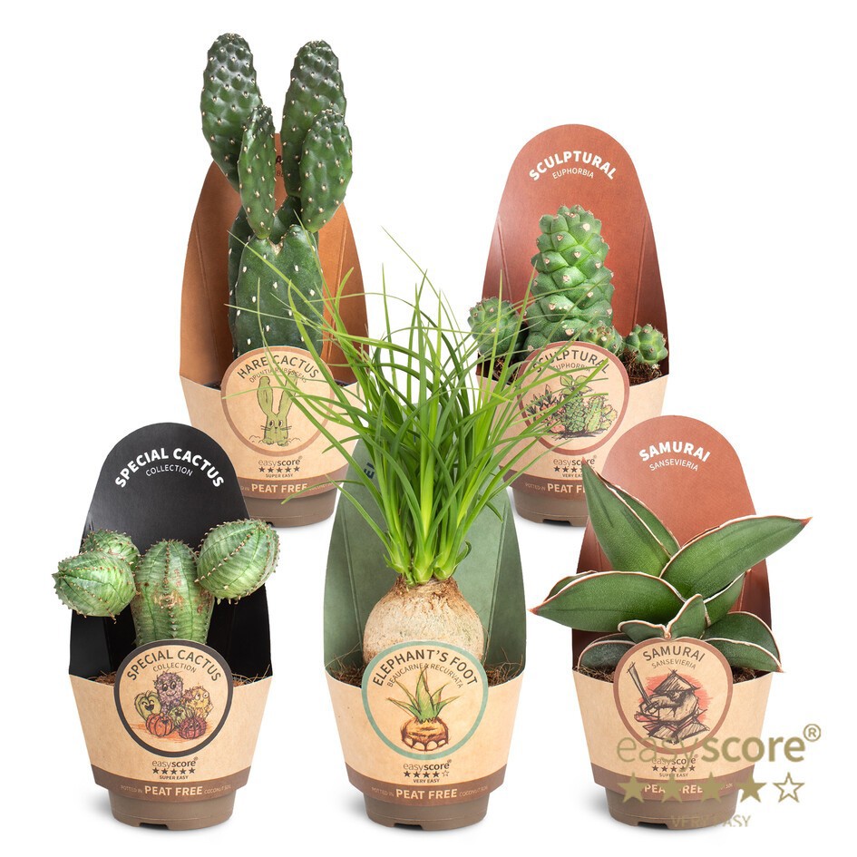 Sculpture Collection, D 6