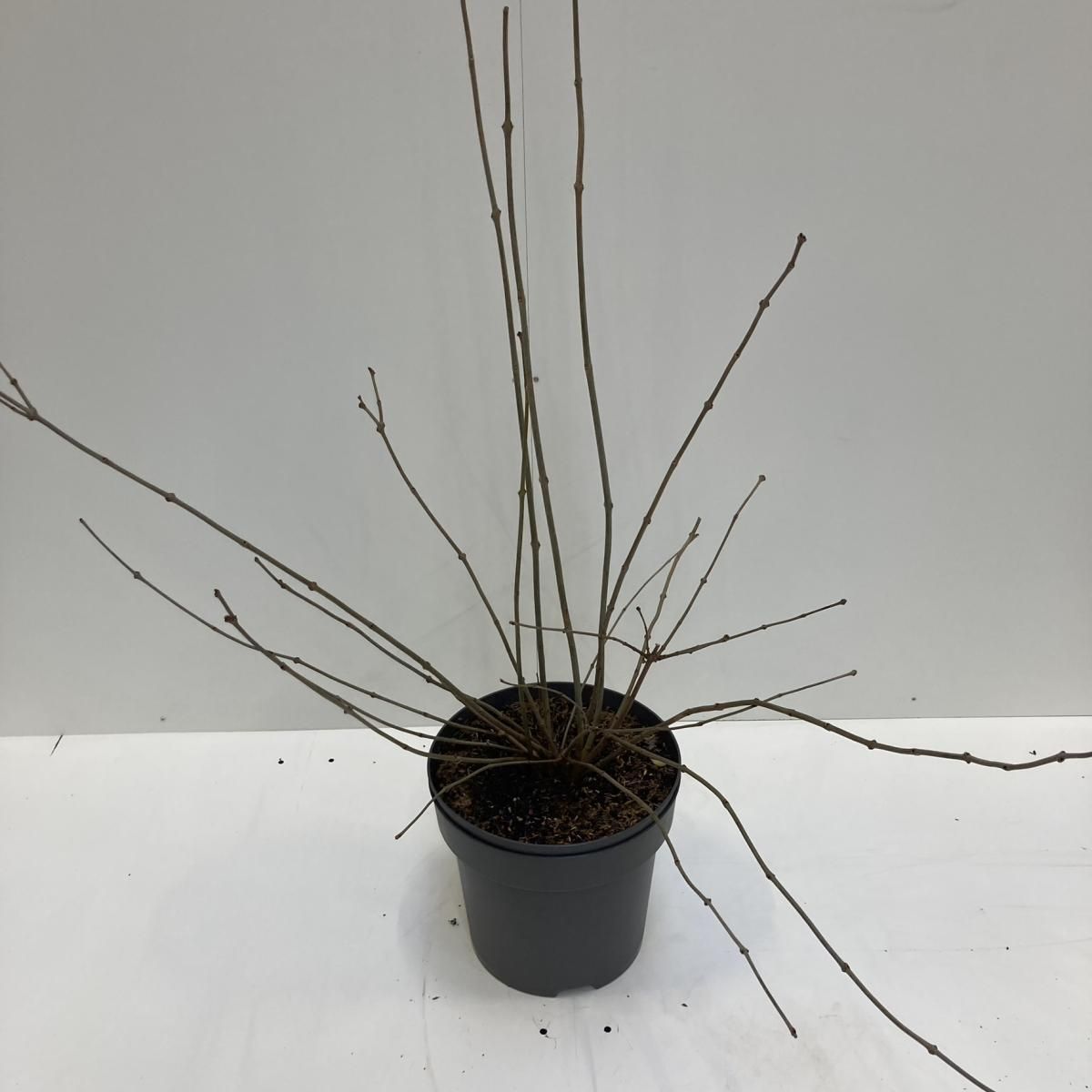 Calycanthus 'Venus', D 32