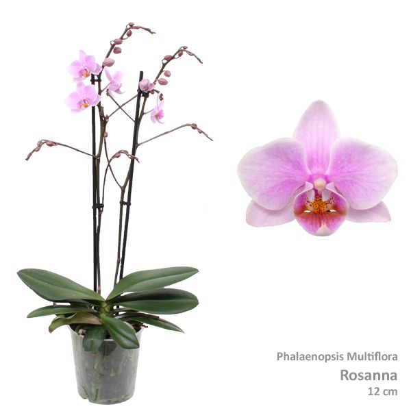 Phal. Multiflora "Rosanna" 2-tak, D 12