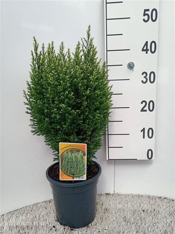 Chamaecyparis l. 'Snow White', D 19