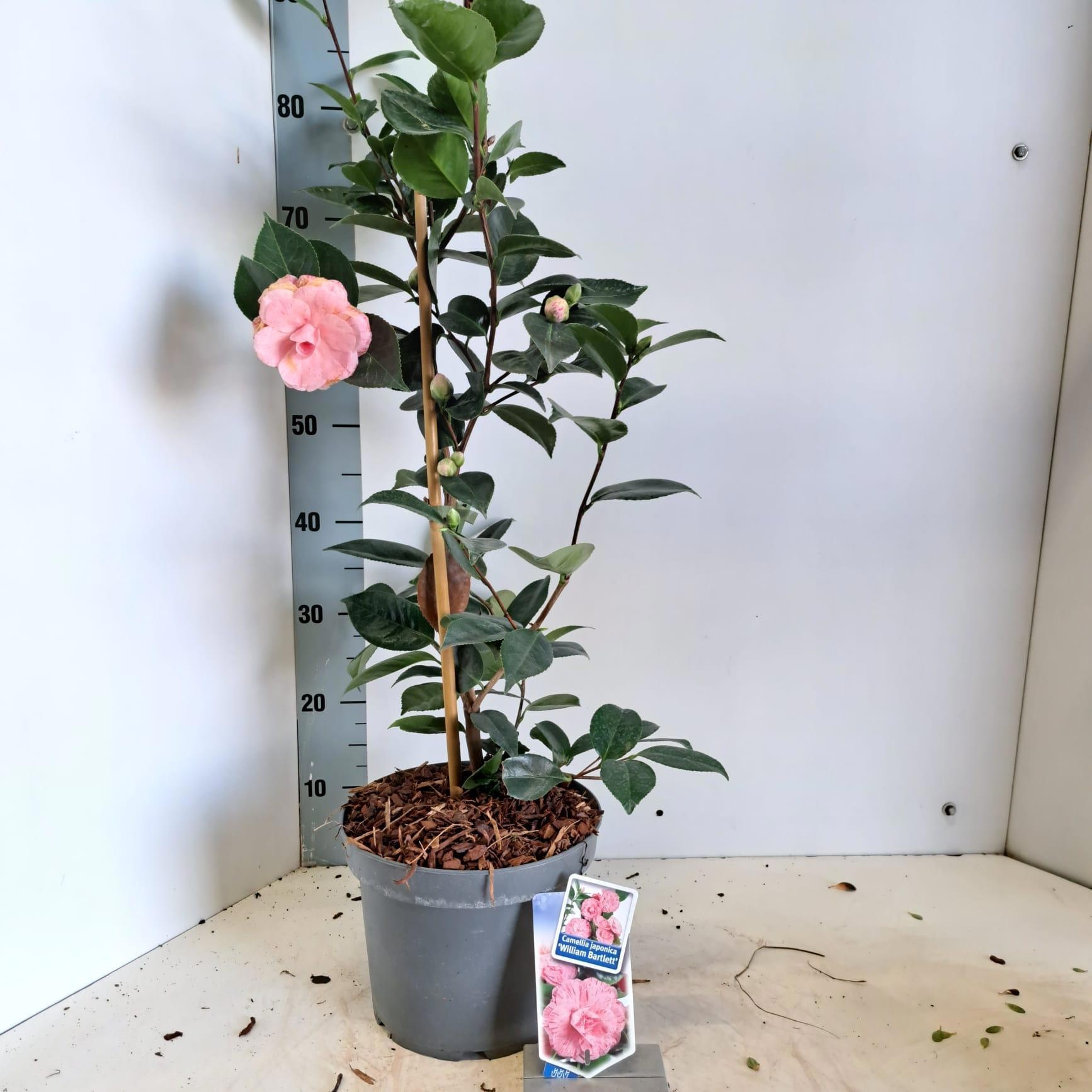 Camellia japonica 'William Bartlett', D 23