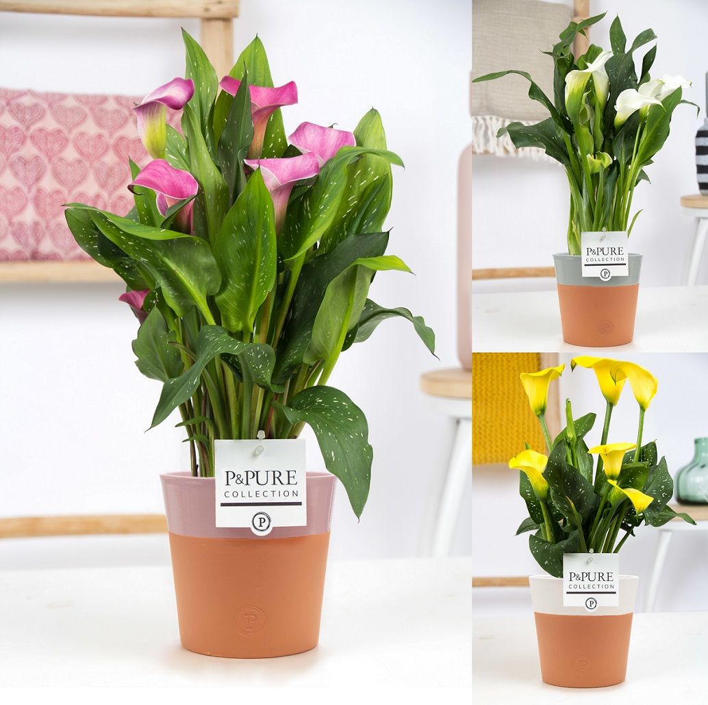 Zantedeschia mix in P&PURE Terra Cotta 4 ass.3, D 12