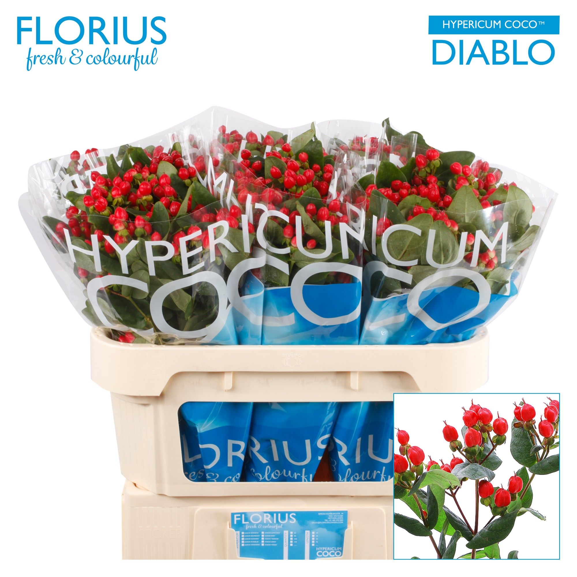 Гипперикум Коко Диабло 70, шт.