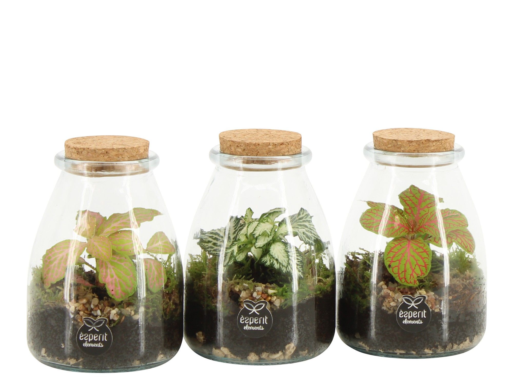 90716: Terrarium arrangement, D 9 cm 90716: Terrarium arrangement, D 9 cm