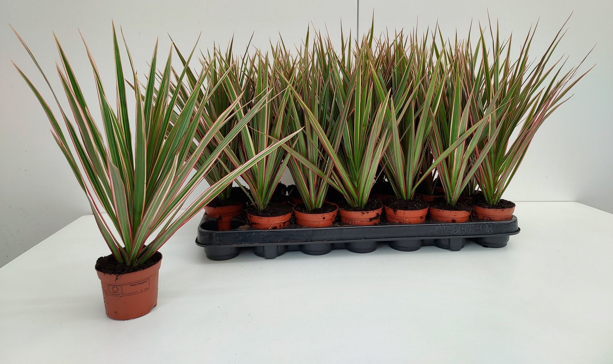 Dracaena Bicolor 8cm, D 8