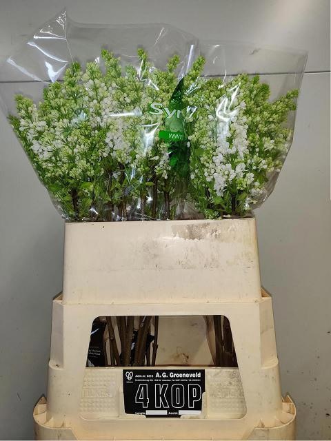 Сирень Мадам Флорент Степман 80 (бел.), шт.