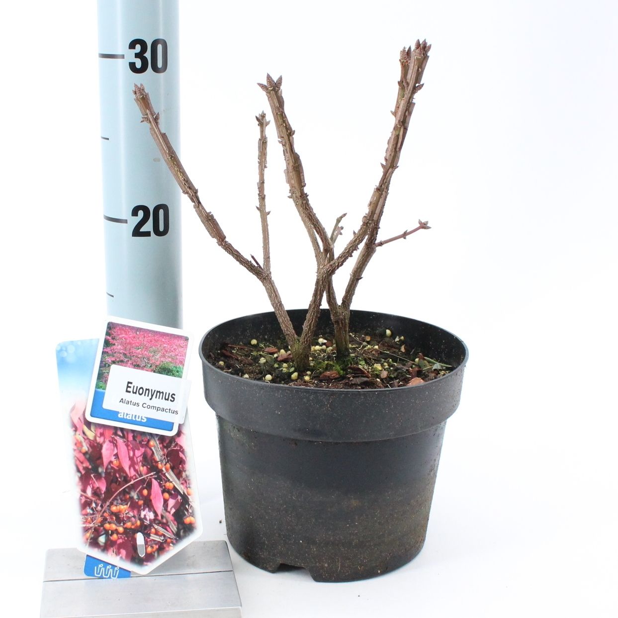 Euonymus alatus 'Compactus', D 17