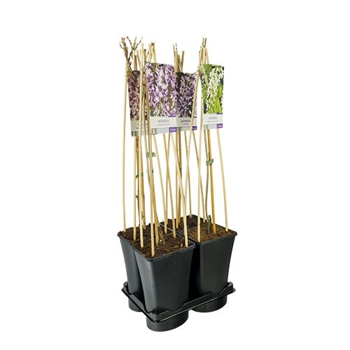 Mixtray Wisteria +light label, D 17