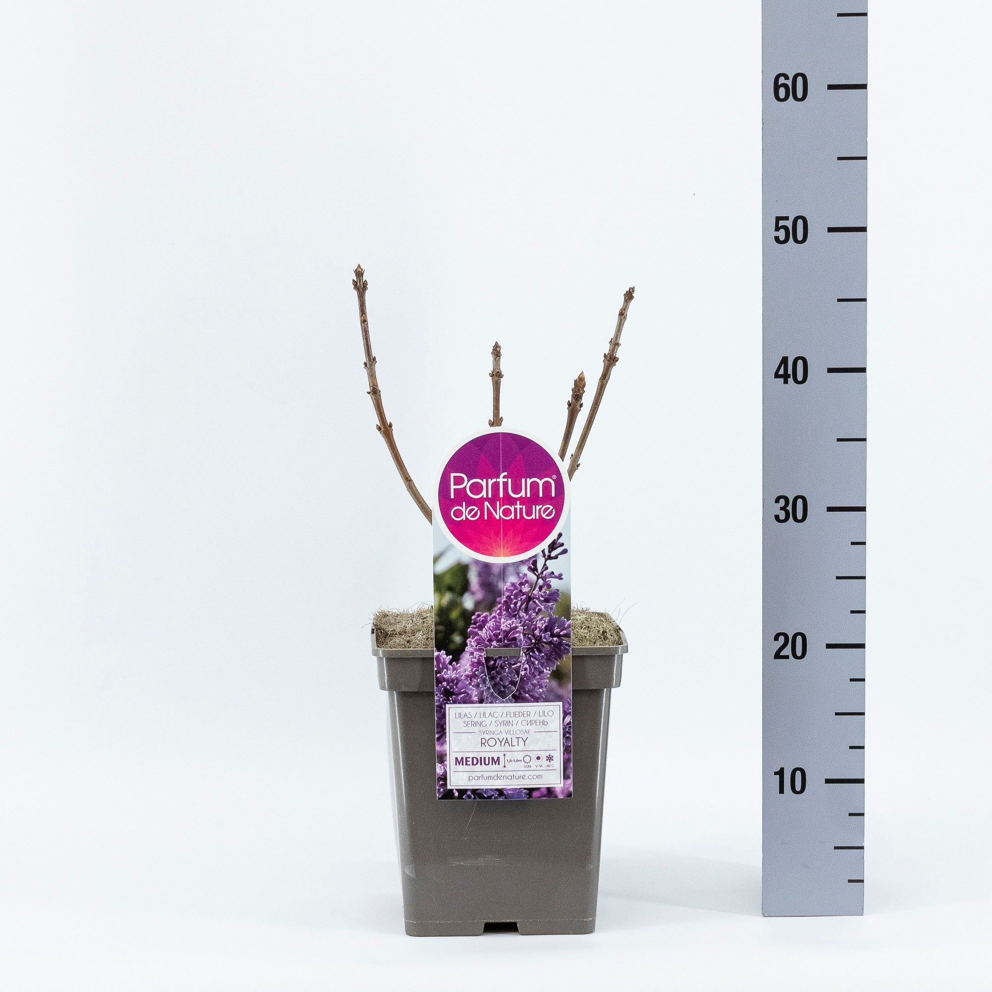 Syringa (V) Royalty, C5, D 23 cm